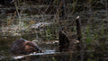 Beaver in Lake