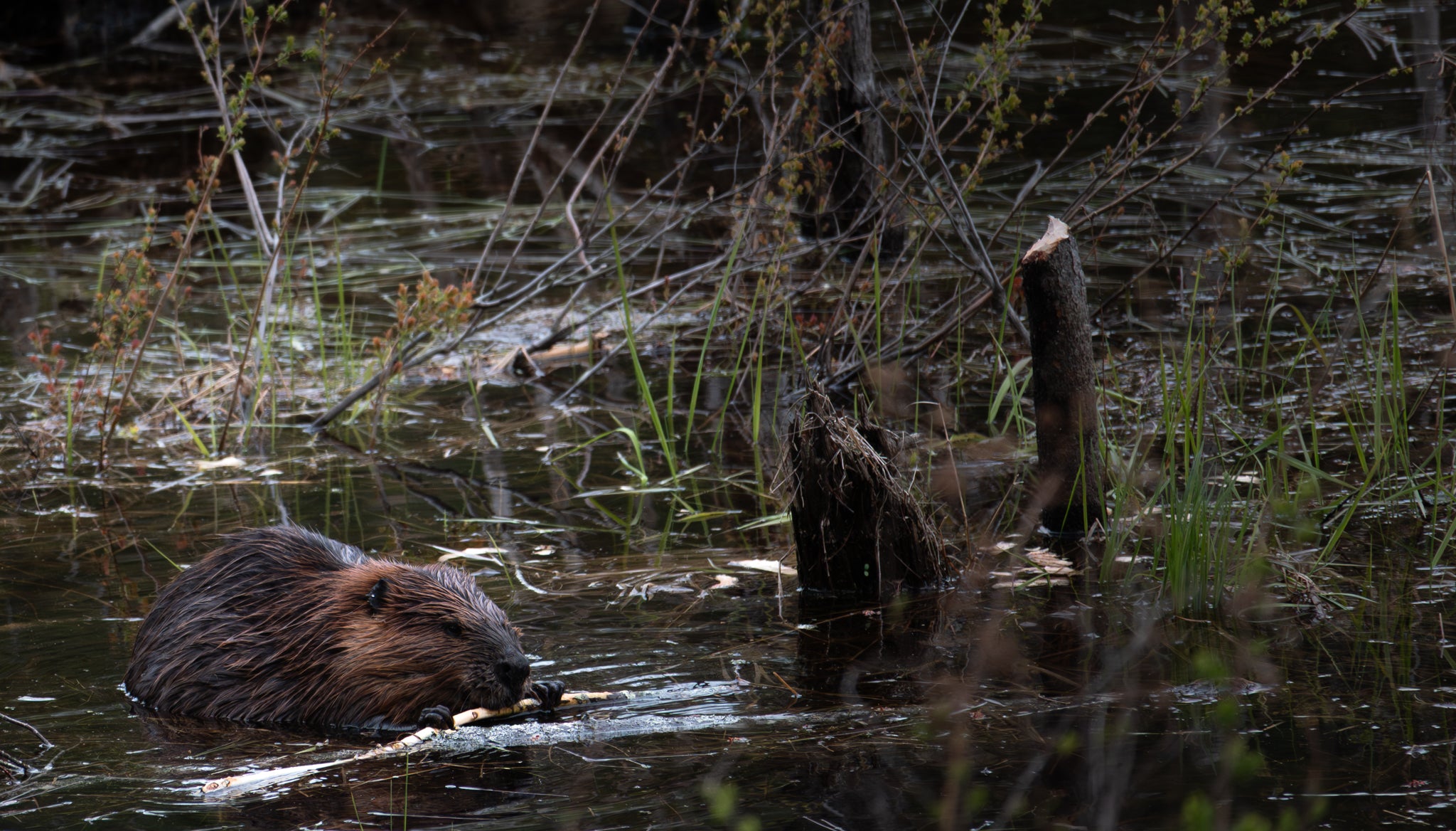 Beaver in Lake