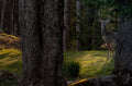 Deer in the woods