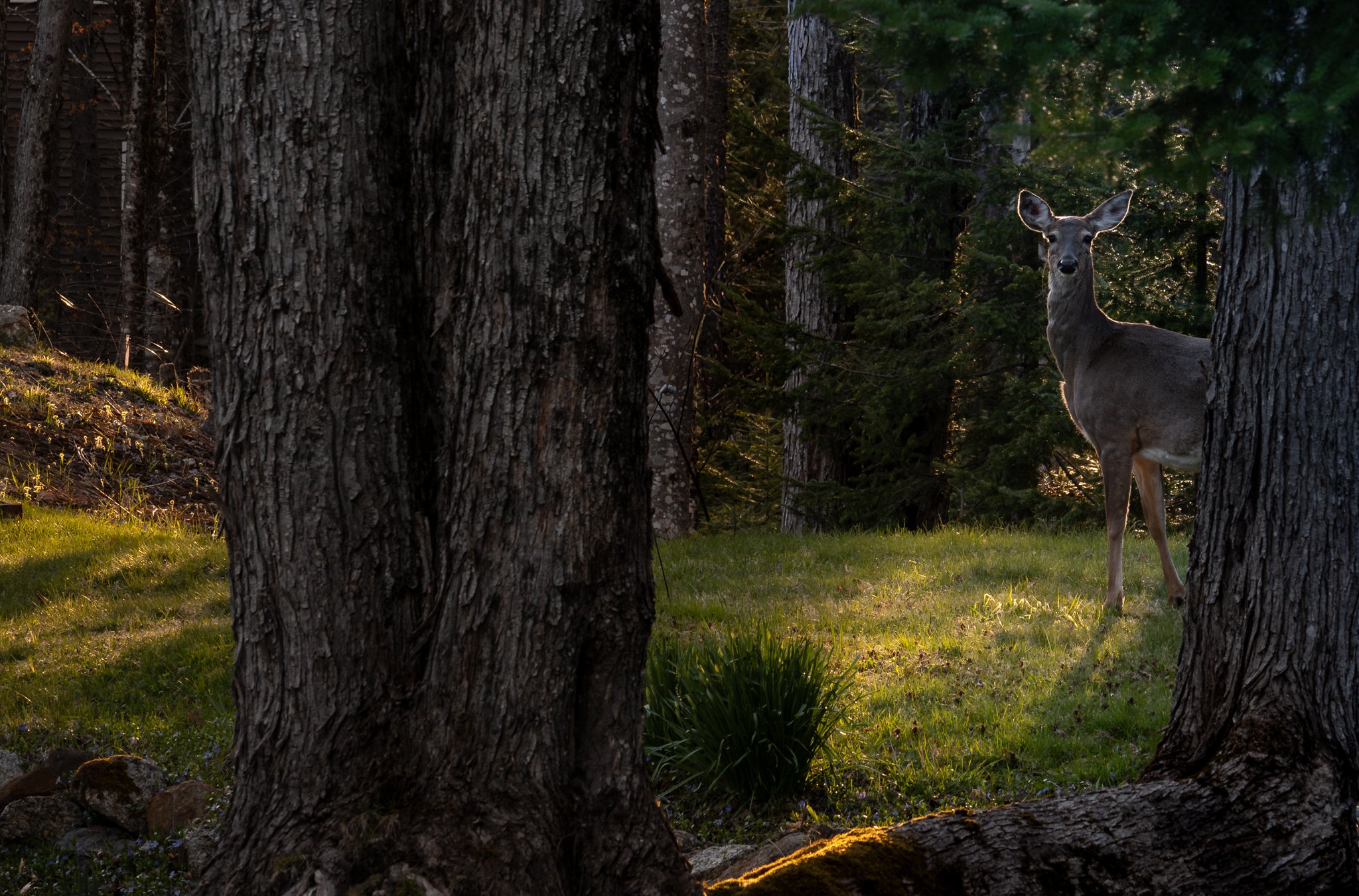 Deer in the woods