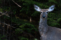 Deer Closeup