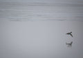 Flying Duck