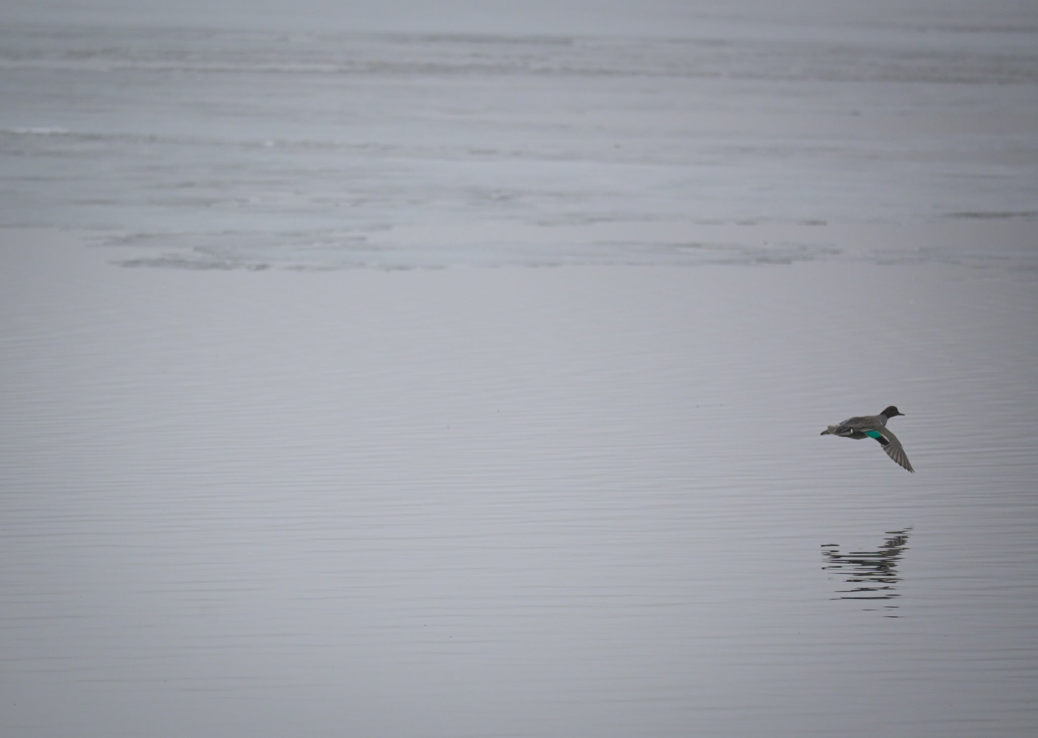 Flying Duck