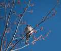 Fluffy Bird
