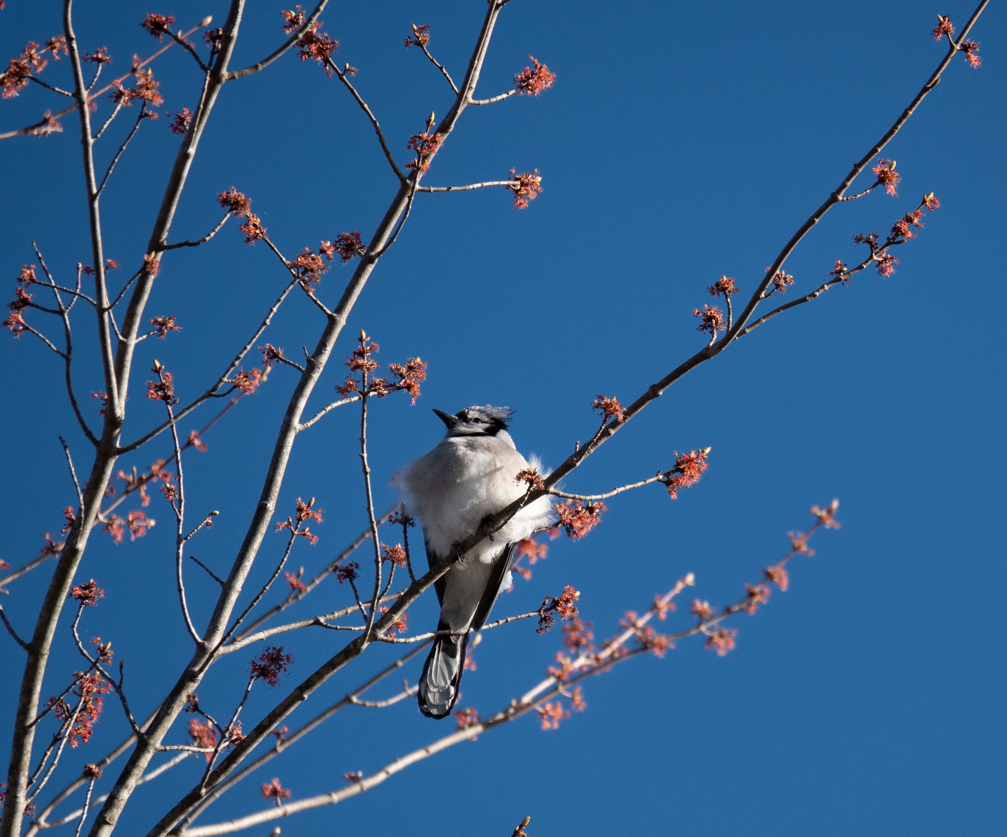 Fluffy Bird