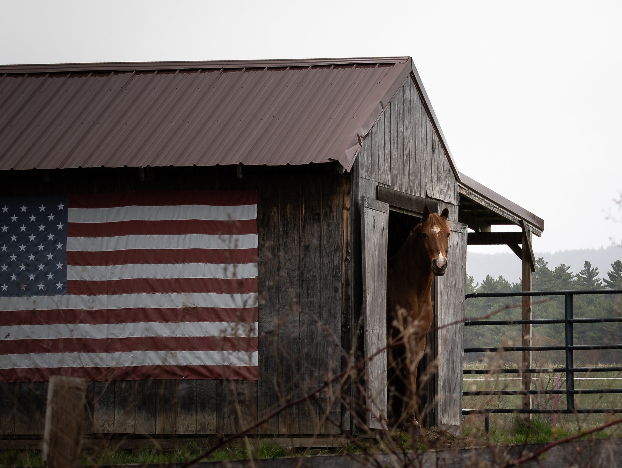 Horse in barn