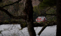 Red House