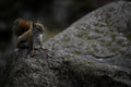 Red Squirrel