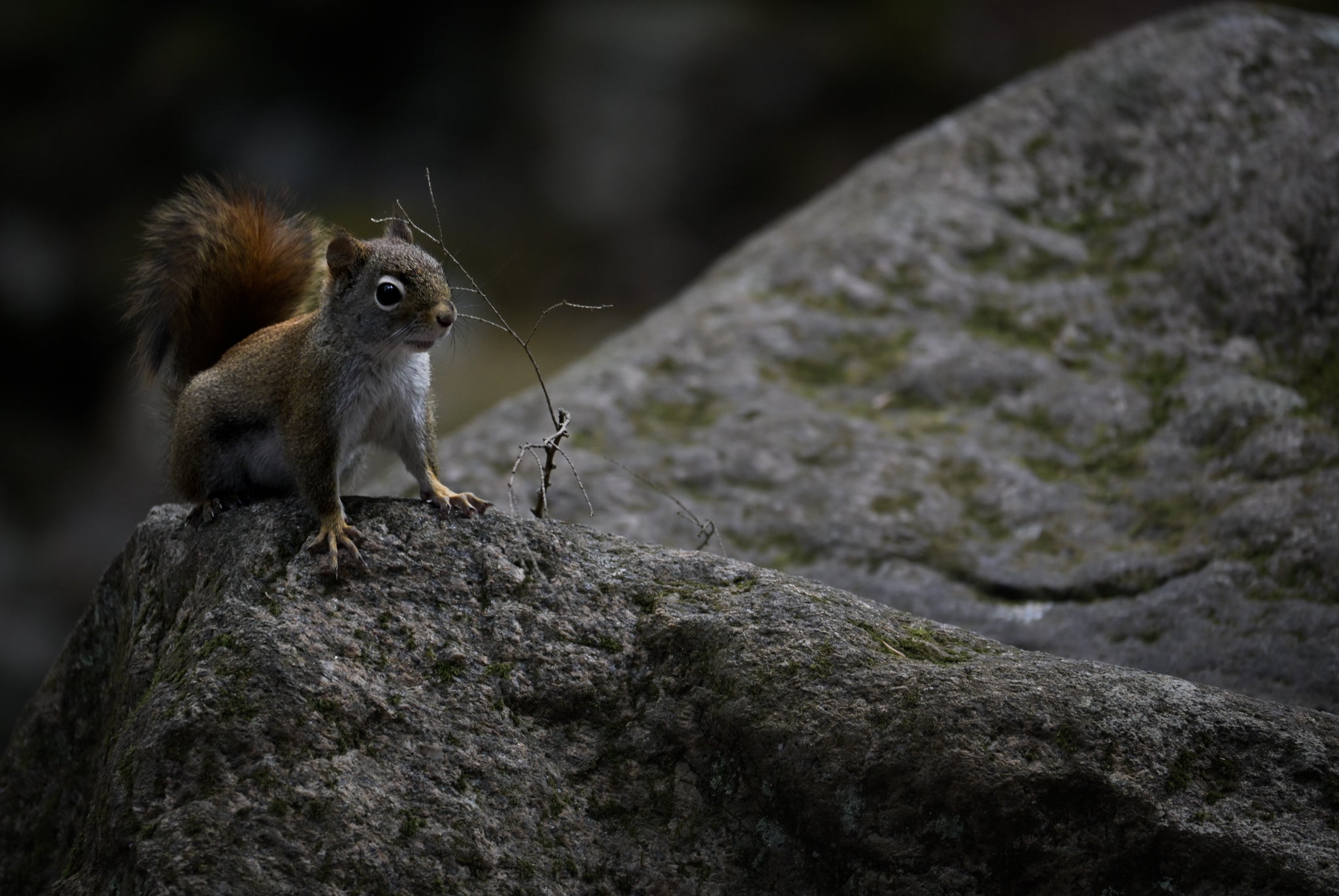 Red Squirrel