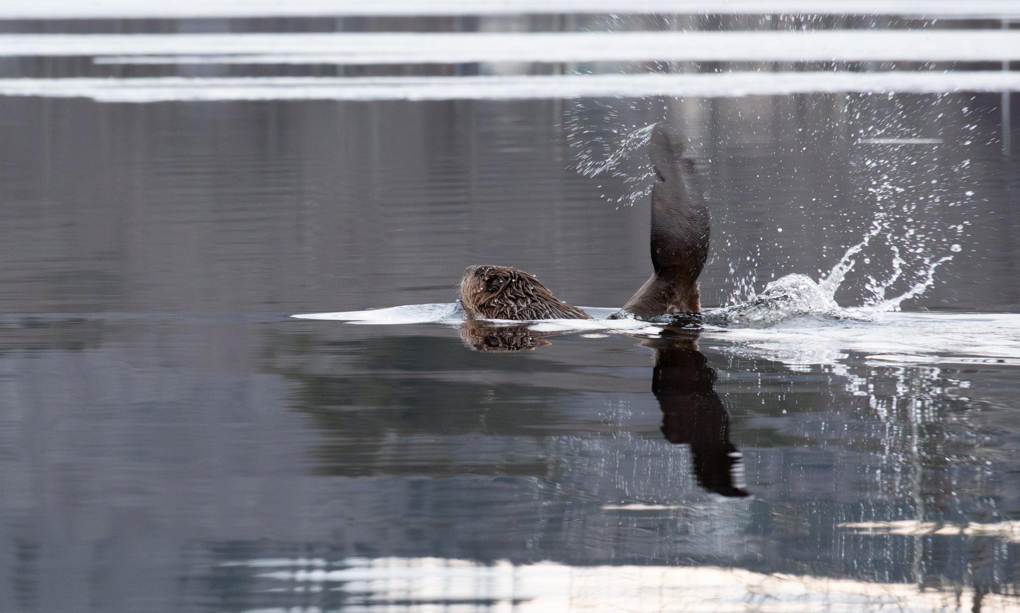 Beaver Tail
