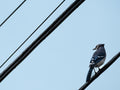 Bluejay Cropped