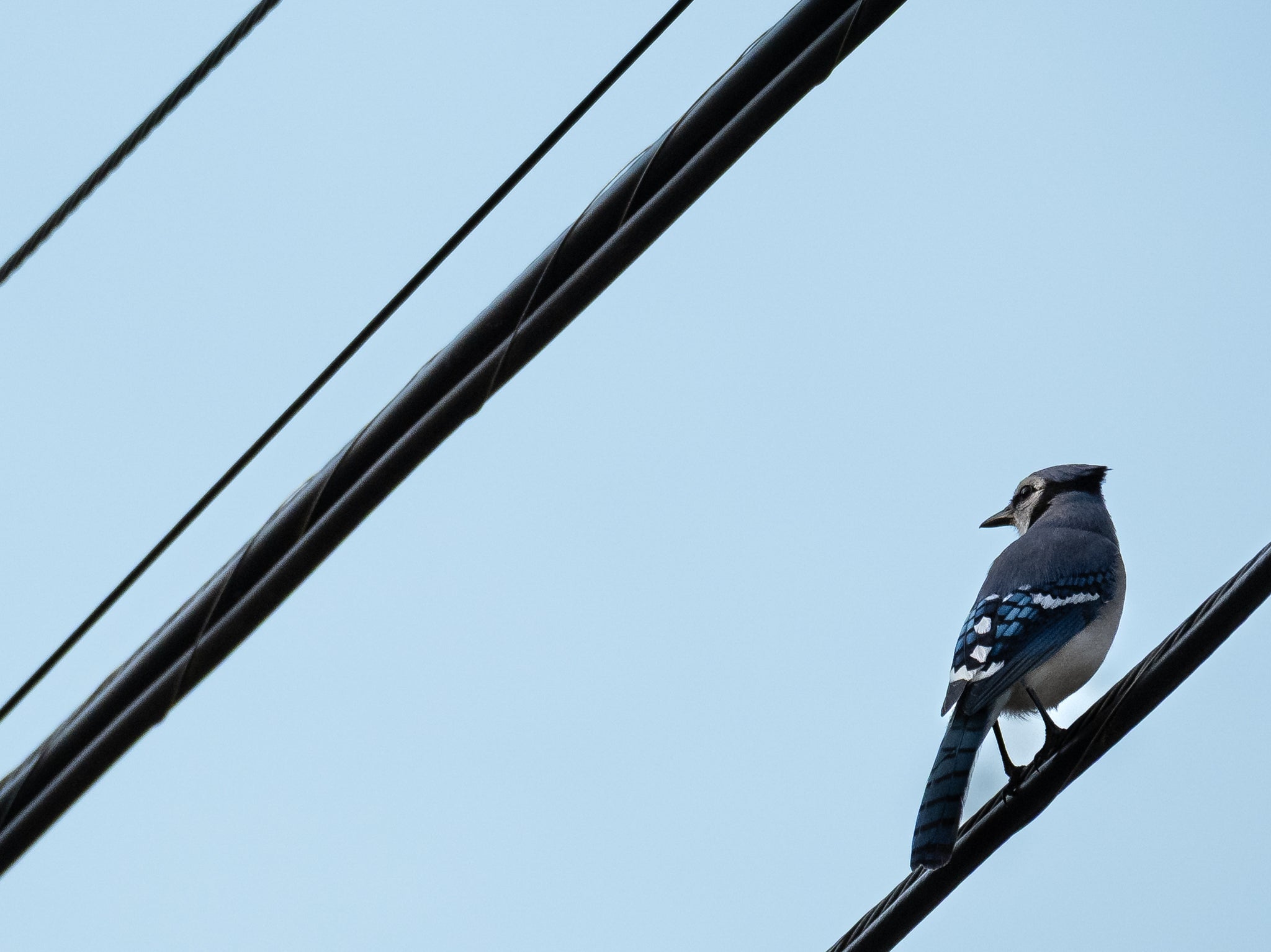 Bluejay Cropped