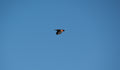 Flying Red Wing