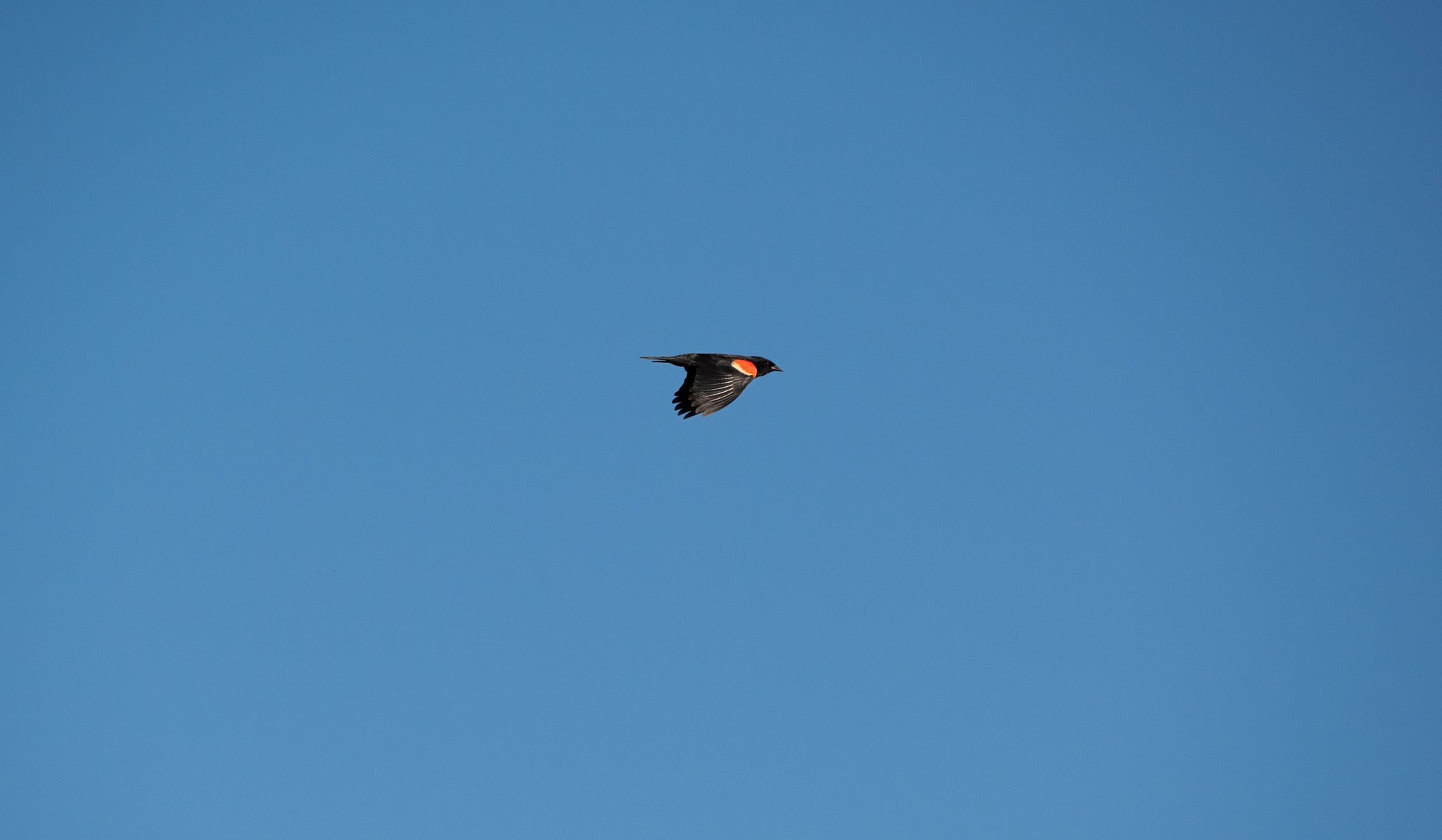 Flying Red Wing