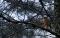 Robin