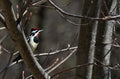 Woodpecker in tree