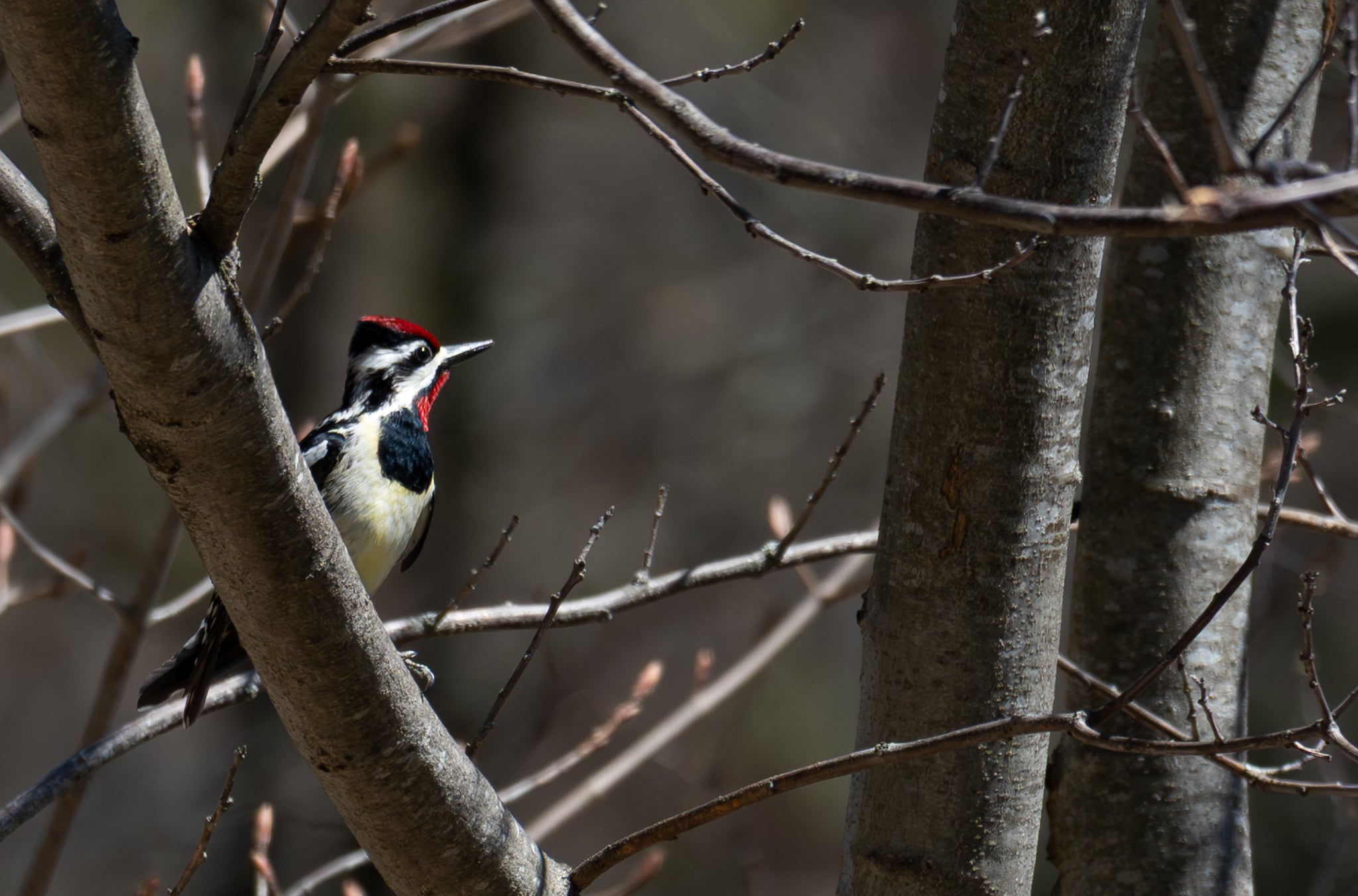 Woodpecker in tree